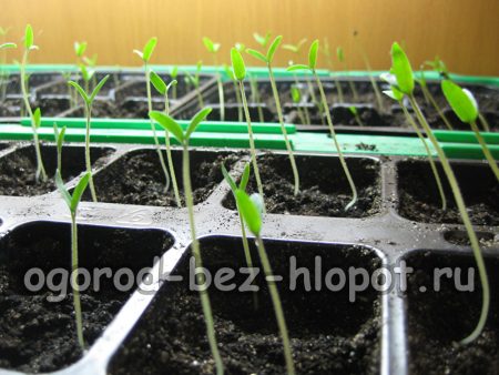 jeunes plants de tomates