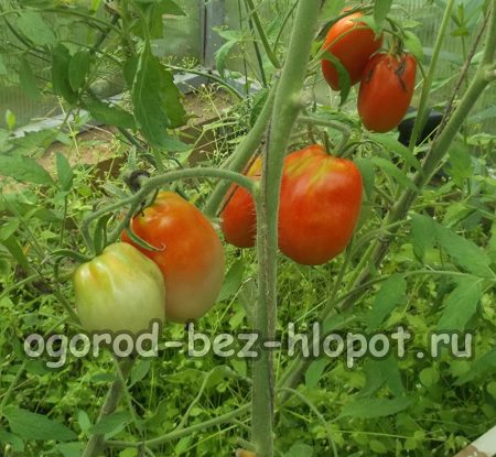 Comment faire pousser des plants de tomates à la maison