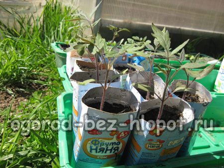 repiquer les plants de tomates dans des conteneurs spacieux
