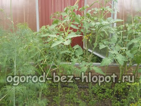 jeunes plants de tomates en serre