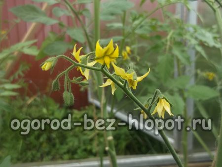 jeunes plants de tomates en fleurs