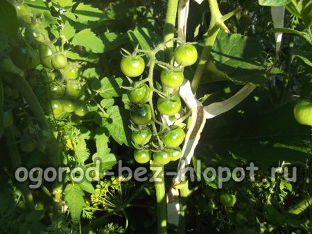 un plant de tomates bien formé