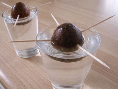 Come coltivare un avocado da un seme a casa