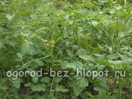 jeunes plants de tomates en serre