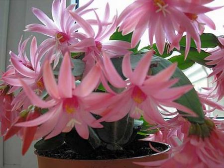Comment prendre soin de la fleur de décembre à la maison