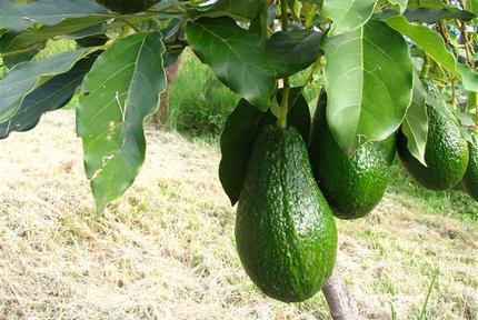 Come coltivare un avocado da un seme a casa