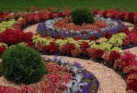 fleurs vivaces qui fleurissent tout l'été