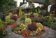 Fiori perenni per il giardino, senza pretese, a lunga fioritura