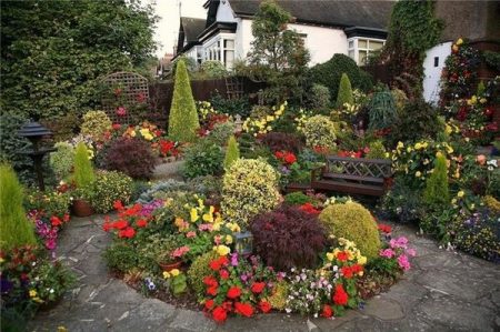 Fiori perenni per il giardino, senza pretese, a lunga fioritura