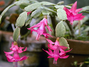 fleur de décembre