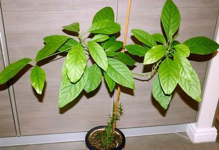 Come coltivare un avocado da un seme a casa