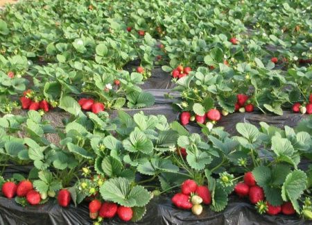 Quando seminare i semi di fragola per le piantine