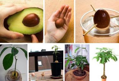 Come far crescere un avocado da un seme