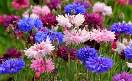Fleurs pour la datcha qui fleurissent tout l'été : photo avec nom