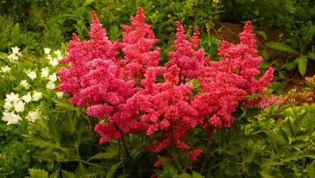 Fleurs pour la datcha qui fleurissent tout l'été : photo avec nom
