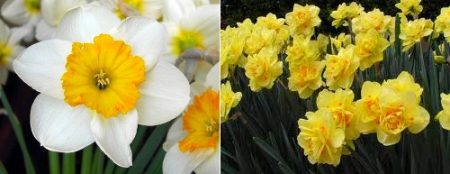 jonquilles