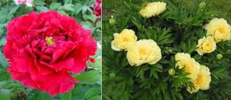 Pivoine