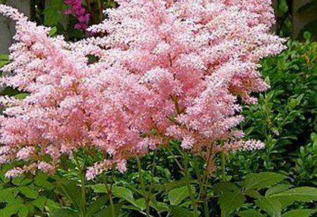 astilbe fideleri