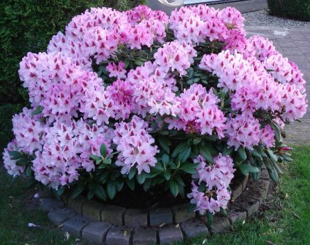 Rododendri nella regione di Mosca: piantagione e cura