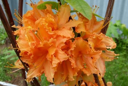 Rododendri nella regione di Mosca: piantagione e cura