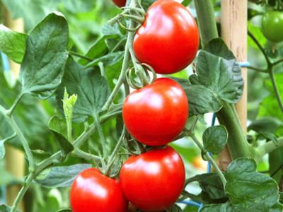Tomates pour serre en polycarbonate : variétés
