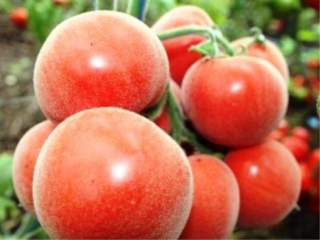 Tomates pour la serre