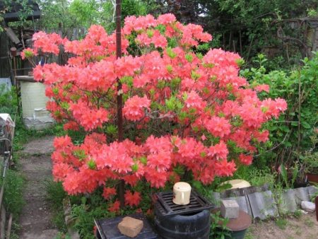 Rododendri nella regione di Mosca: piantagione e cura