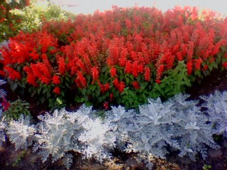 Sauge : photos de fleurs, de jeunes plants et période de plantation