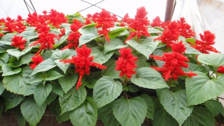 Sauge : photos de fleurs, de jeunes plants et période de plantation