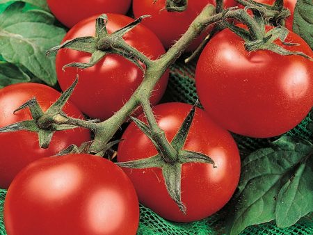 Tomates pour serre en polycarbonate : variétés