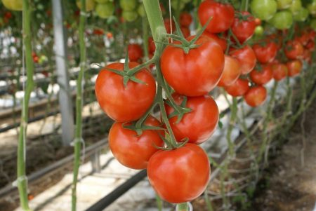 Tomates pour serre en polycarbonate : variétés