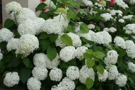 Le migliori varietà di ortensie a pannocchia per la regione di Mosca