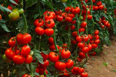 Variétés de tomates pour serres en polycarbonate