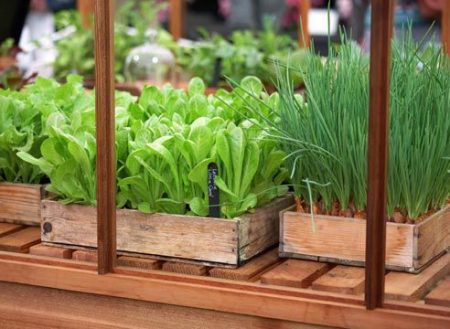 Ein winterlicher Fenstergarten für Anfänger