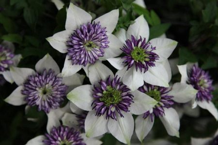 Variétés de clématites pour la région de Moscou : description, photos