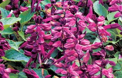 Sauge : photos de fleurs, de jeunes plants et période de plantation