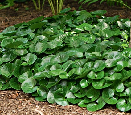 Europäisches Asarum
