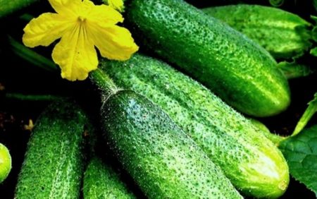 Cetrioli da esterno per la regione di Mosca