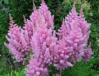 Astilbe arendsii