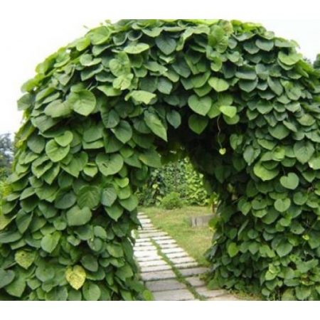 Aristolochia