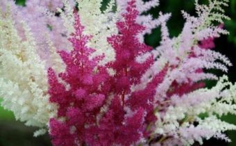Plantation et entretien des astilbes en pleine terre