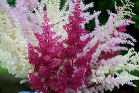 Plantation et entretien des astilbes en pleine terre