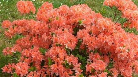 Rododendri nella regione di Mosca: piantagione e cura