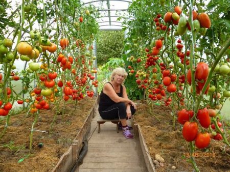 Tomates pour serre en polycarbonate
