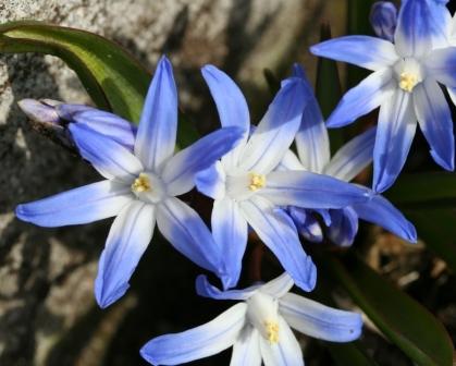 Chionodox