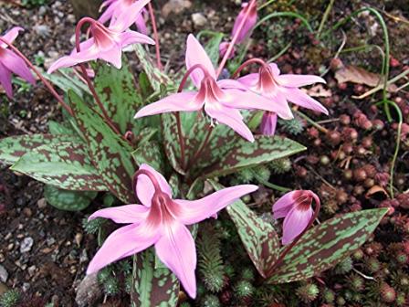 Iridodictyum
