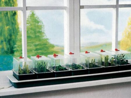 Ein winterlicher Fenstergarten für Anfänger