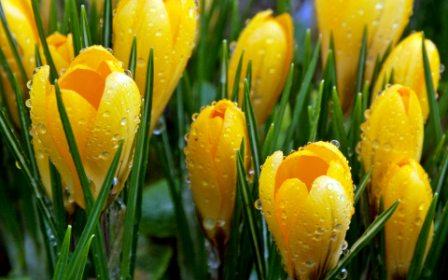 Krokusse