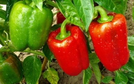 Le migliori varietà di peperoni per la regione di Mosca