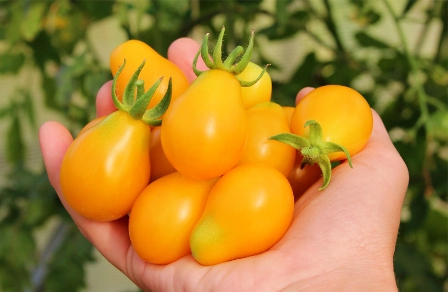variété Honey Drop